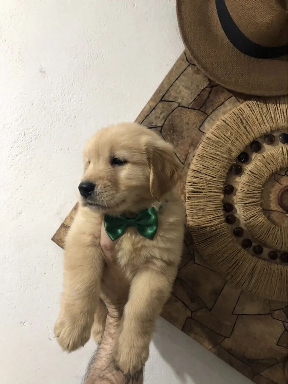 golden retriever - Foto 4