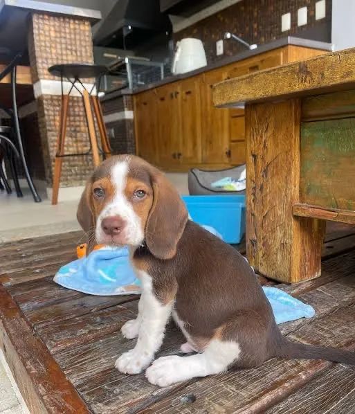 Beagle chocolate 
