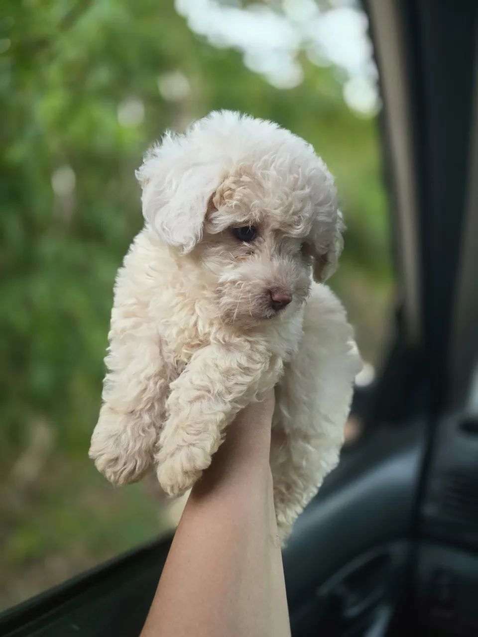 Poodle machos  - Foto 2