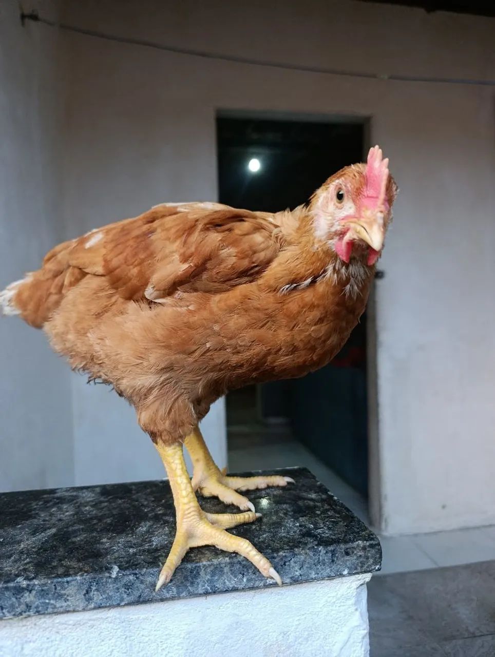 Galinhas vermelho pesadão 