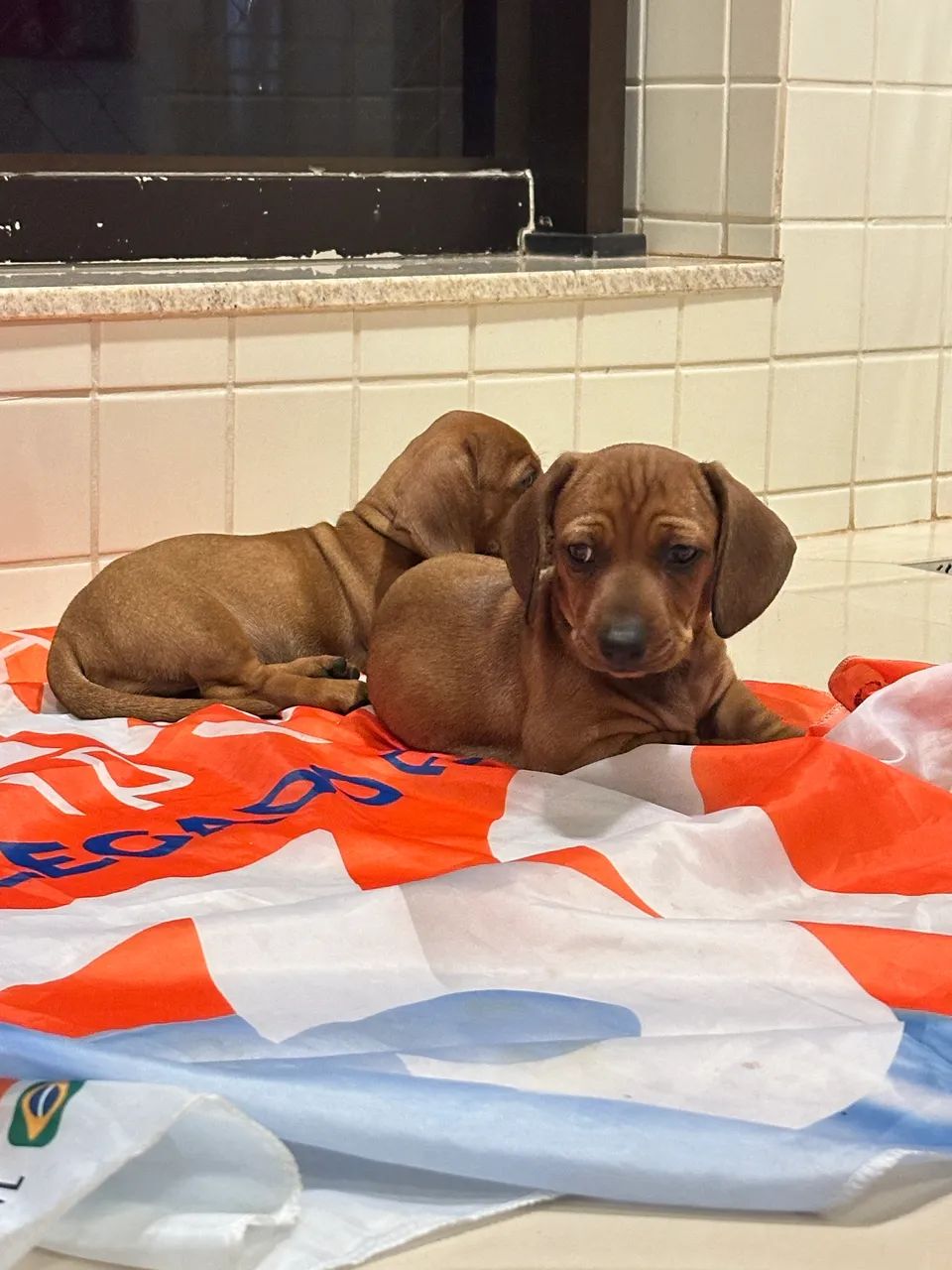 Dachshund - Foto 2