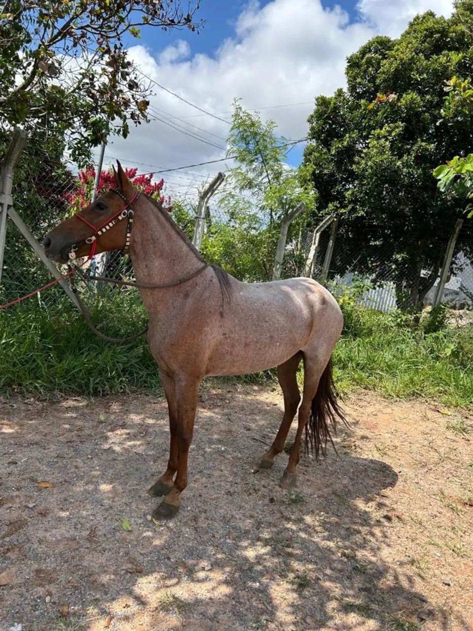 Cavalo - Foto 3