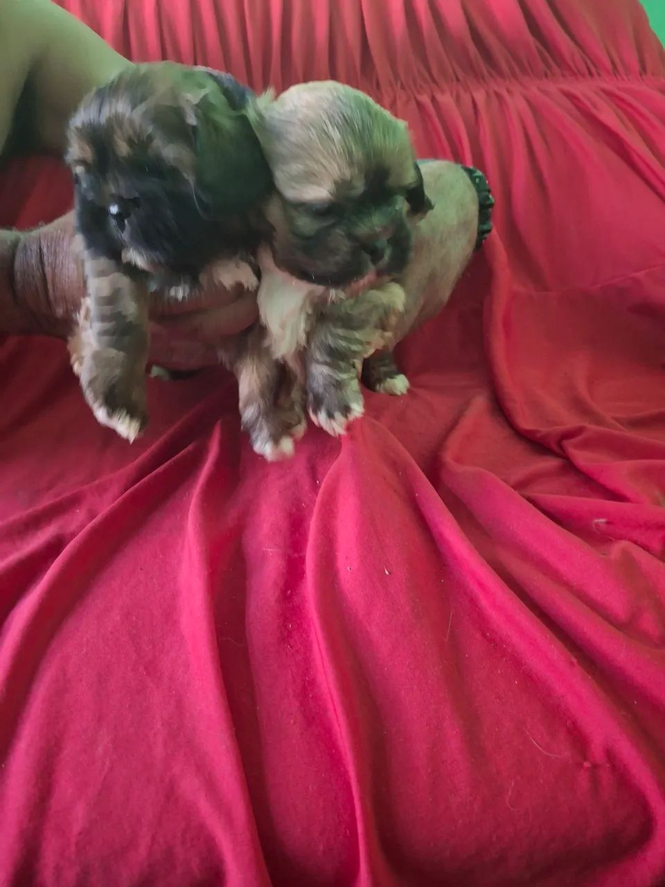 Vendo cachorros 