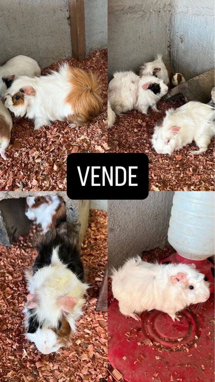Vende porquinhos da índia 