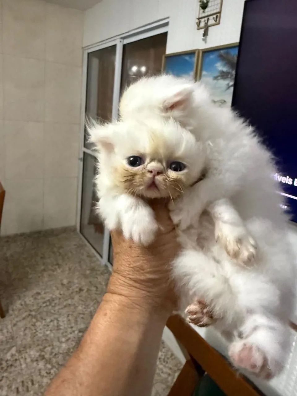 Filhote de gato persa  - Foto 5