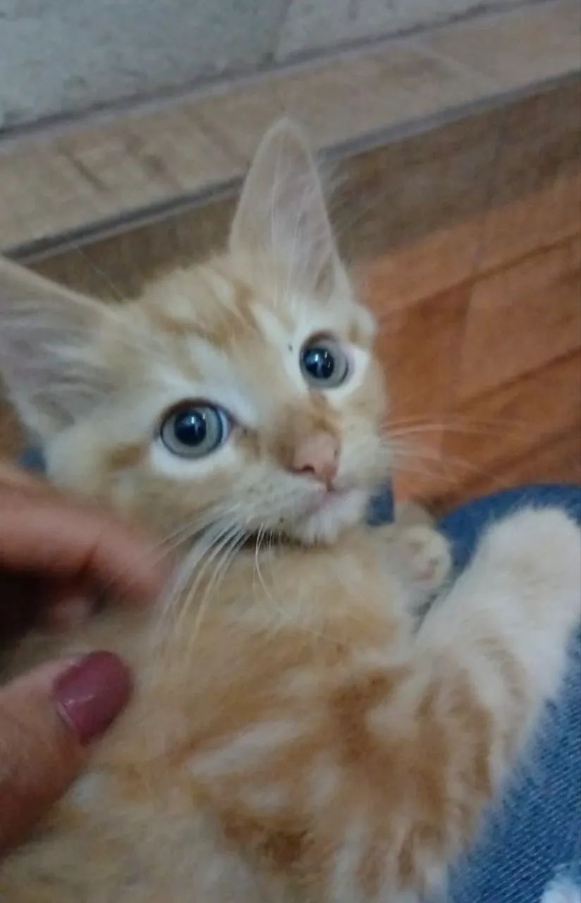 Gatinhos para adoção  - Foto 2