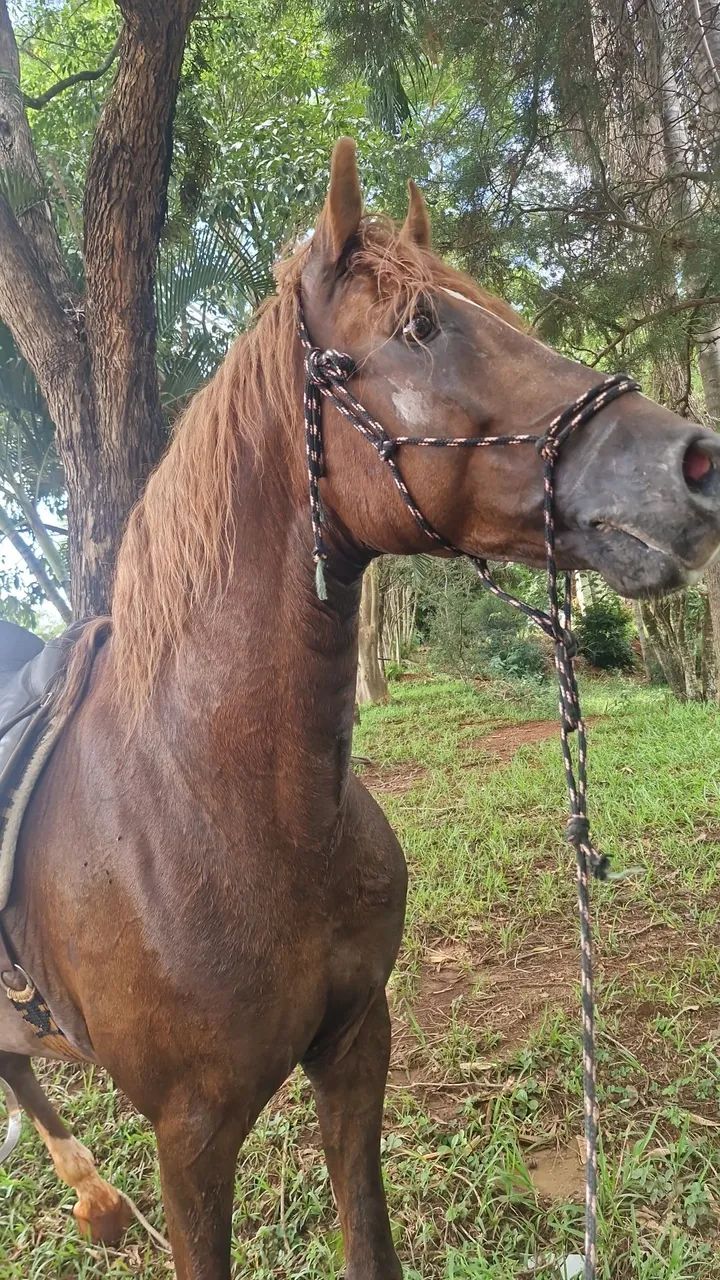 Mangalarga paulista garanhão