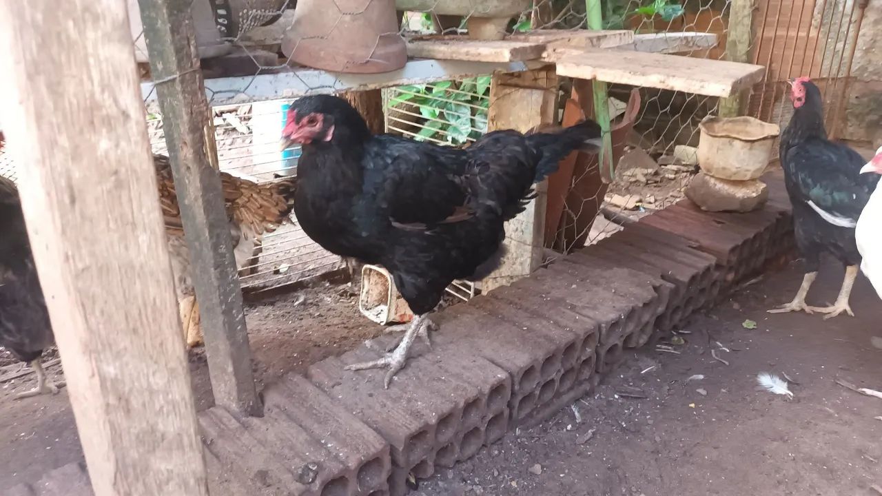 Galinha caipira viva ou abatida na hora.