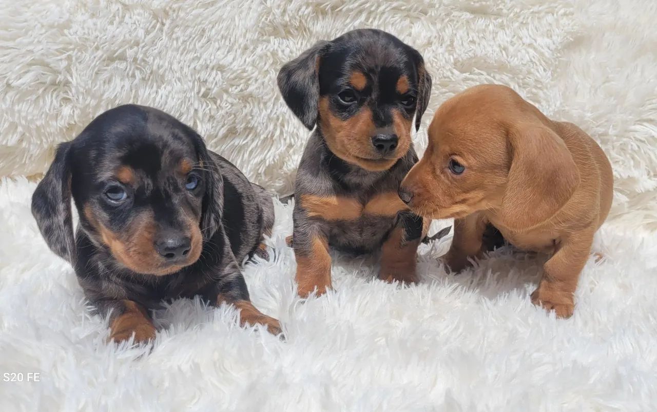 Dachshund Basset  - Foto 3