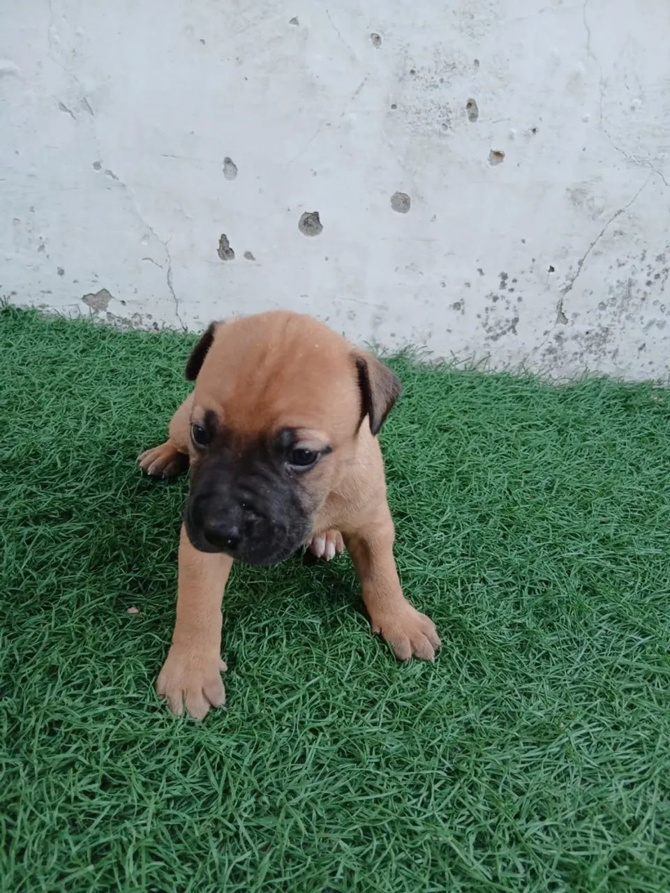 American Bully - Foto 4