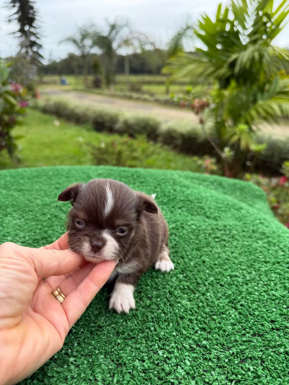 Chihuahuas  - Foto 4