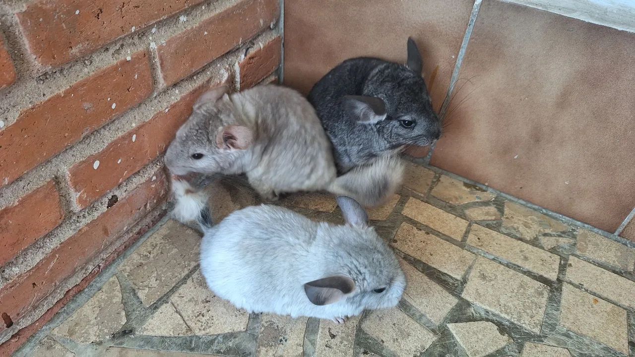 Chinchila 
