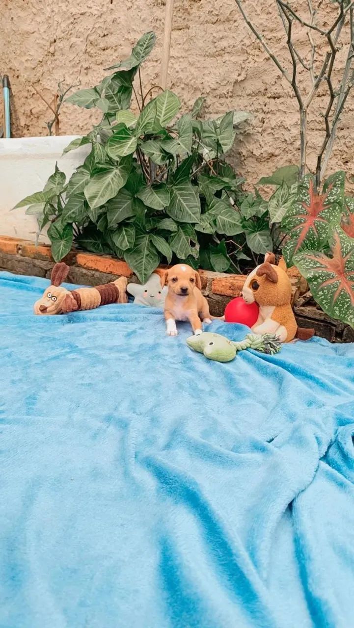 Pinscher n° 0. - Foto 2