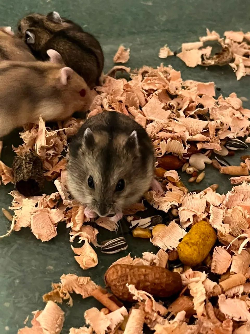 Hamster sírio e Anão Russo  - Foto 2