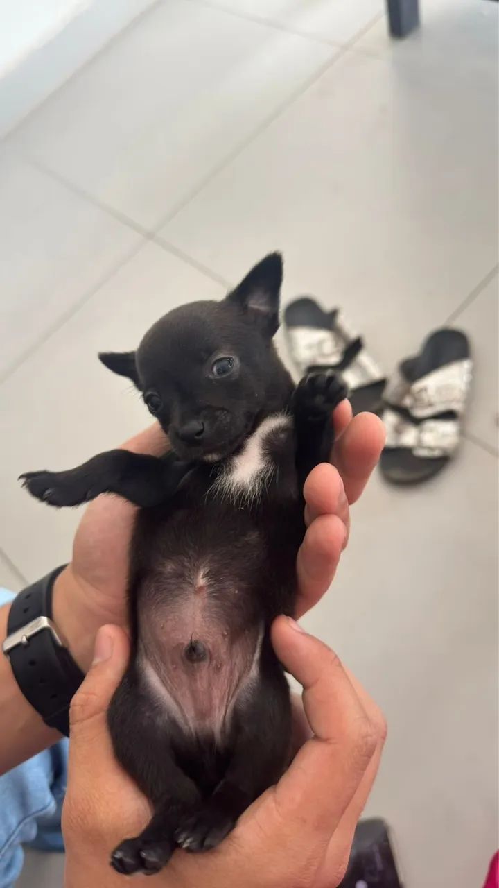 Cachorro pincher  - Foto 5
