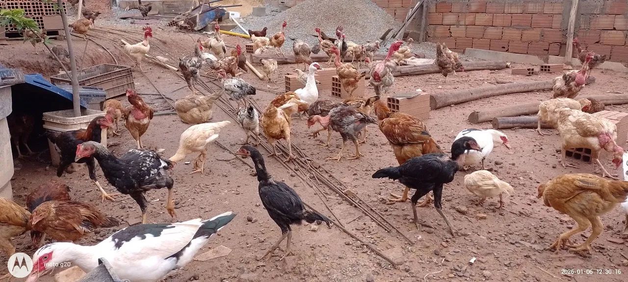 Frango e fraga  - Foto 6