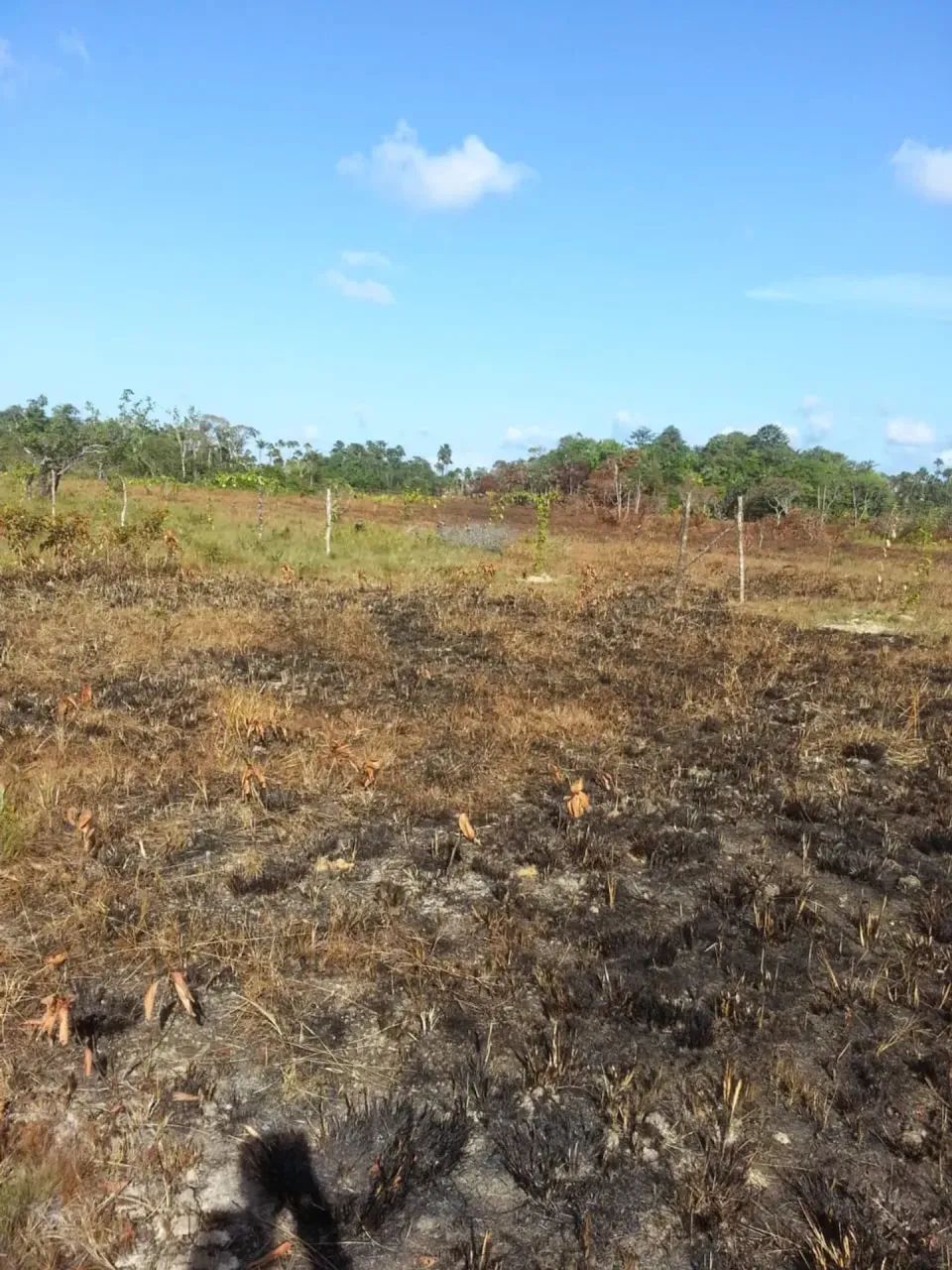 Área rural a venda tem 880 hectares - Calçoene - AP - Foto 4