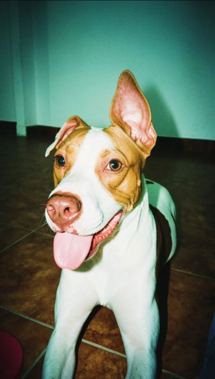 Adoção Responsável  - Foto 2