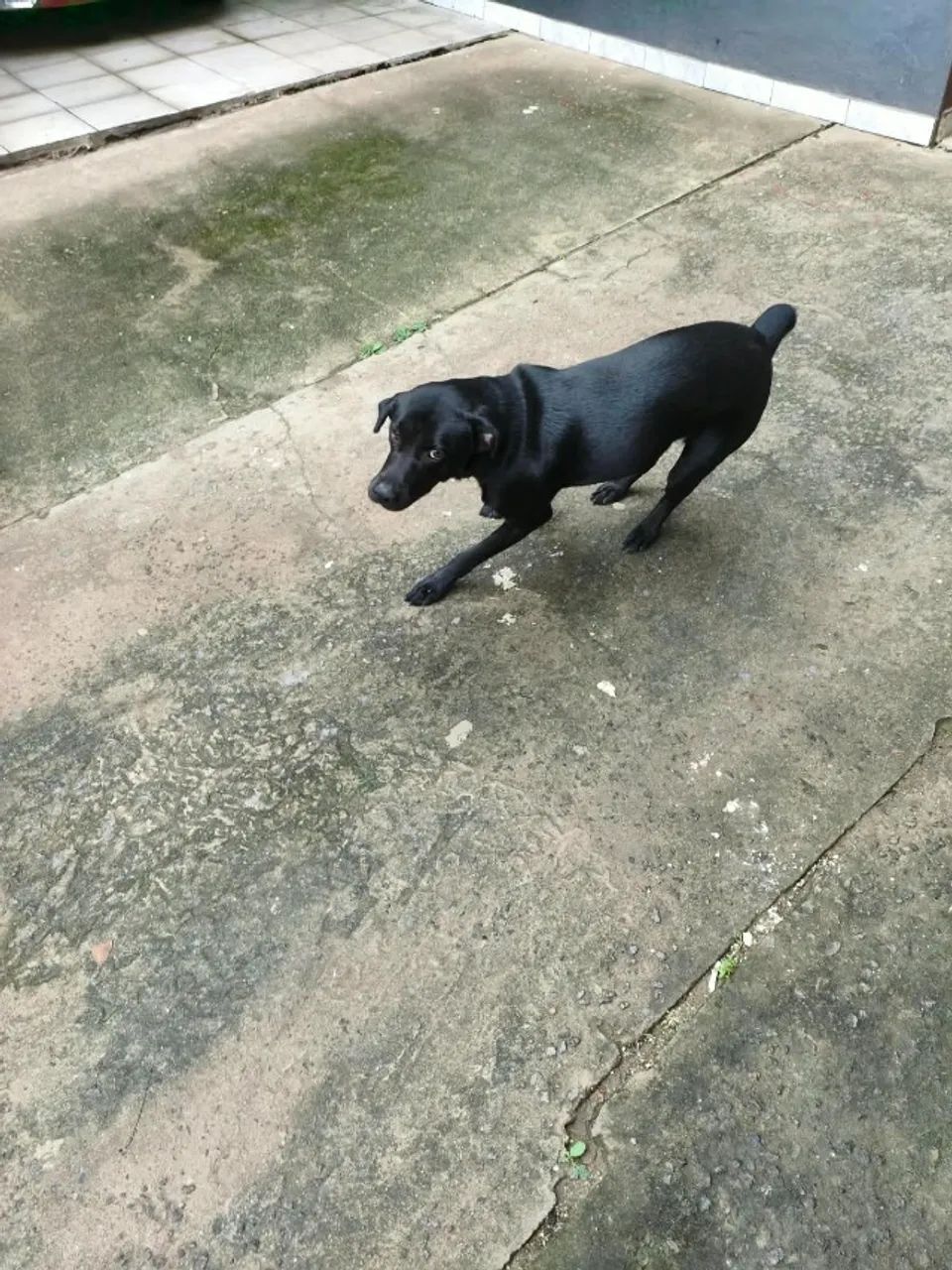 Doa-se Cachorro