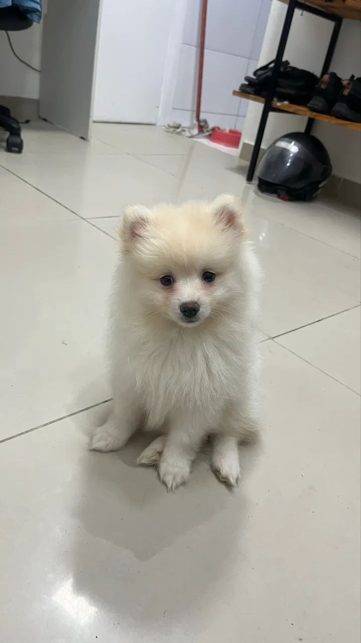 Spitz alemão  - Foto 2