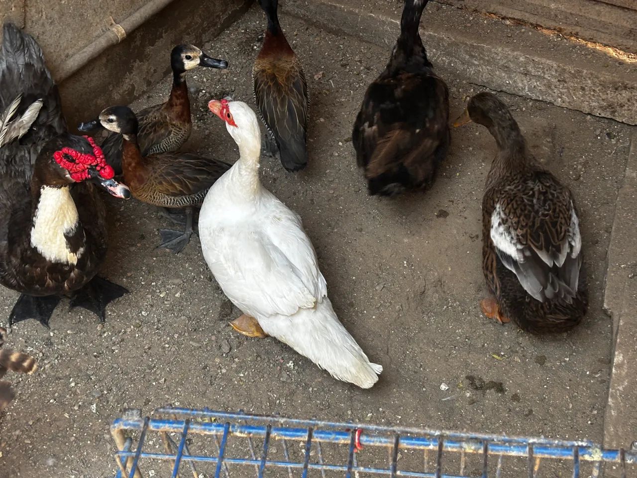 Pato, patas e marrecas.