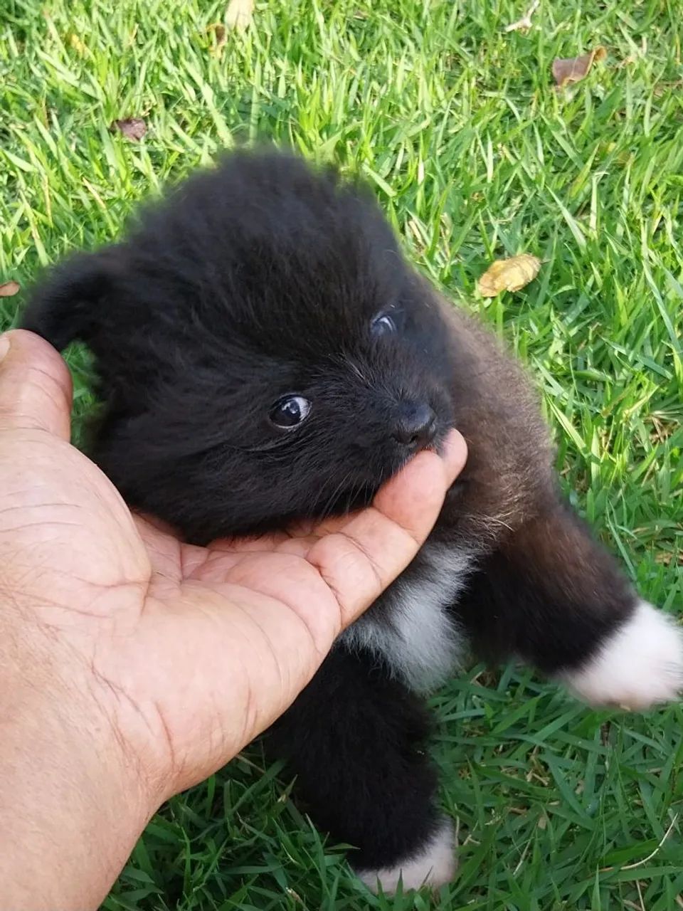 Spitz Alemão Anão  - Foto 2