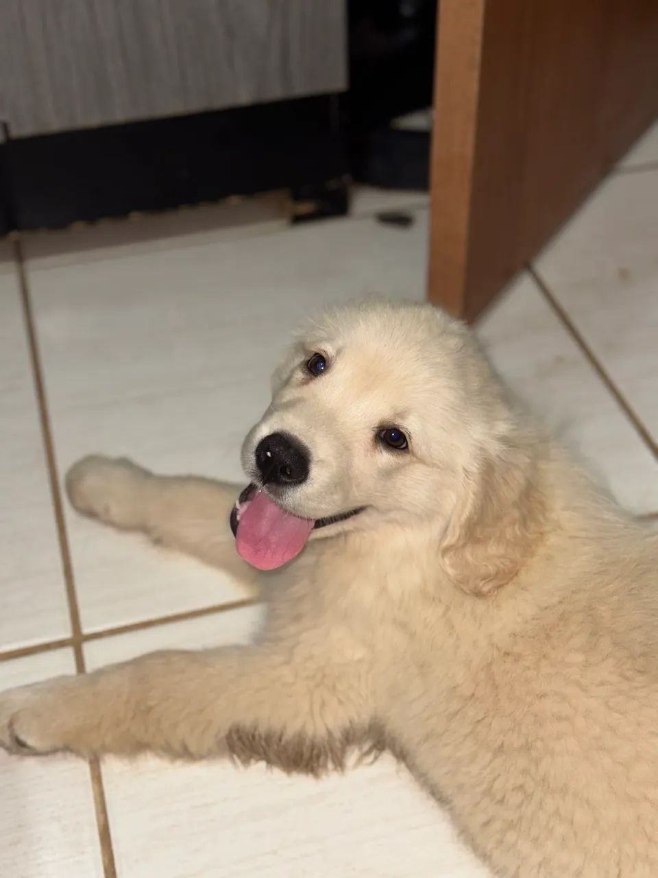 Golden Retriever 