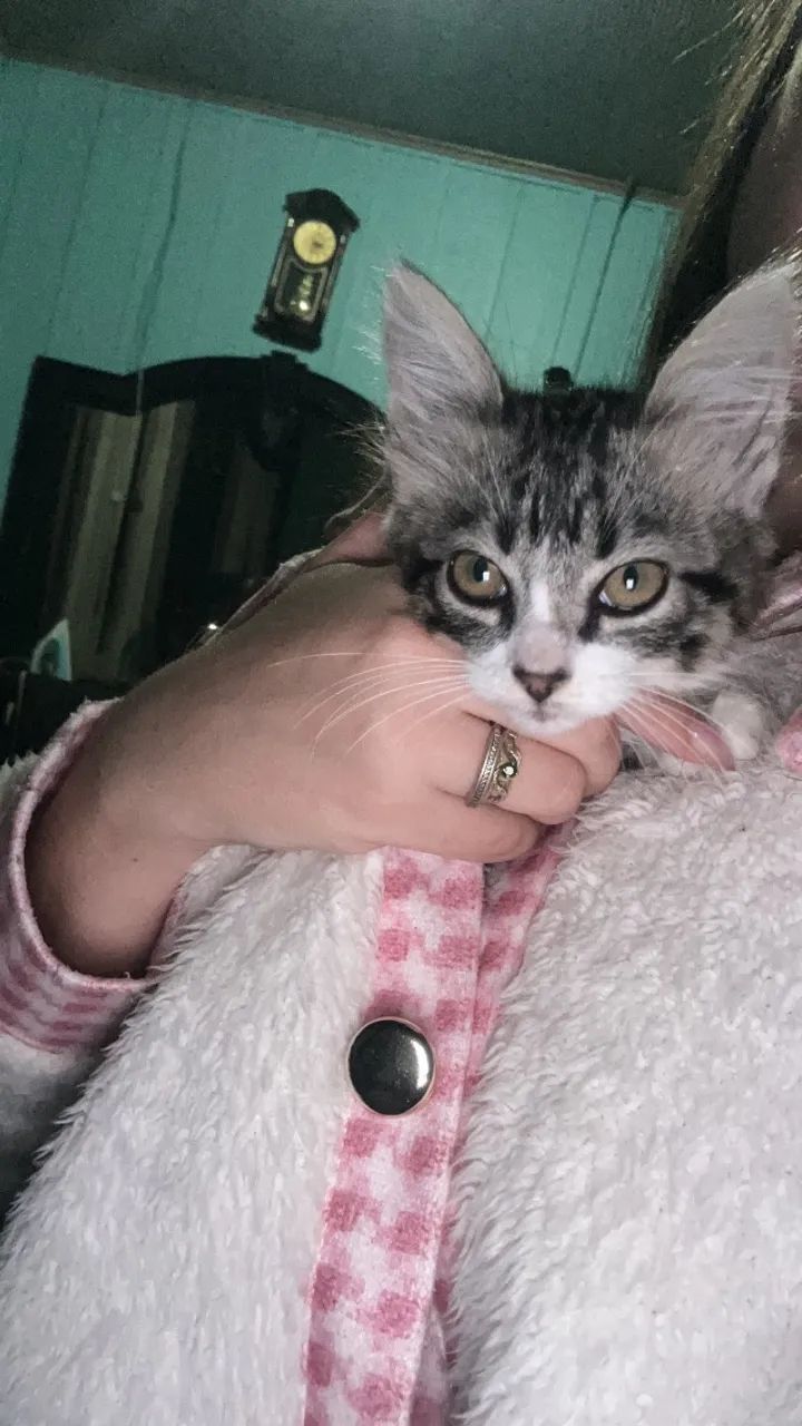 Doa-se gatinha  - Foto 2