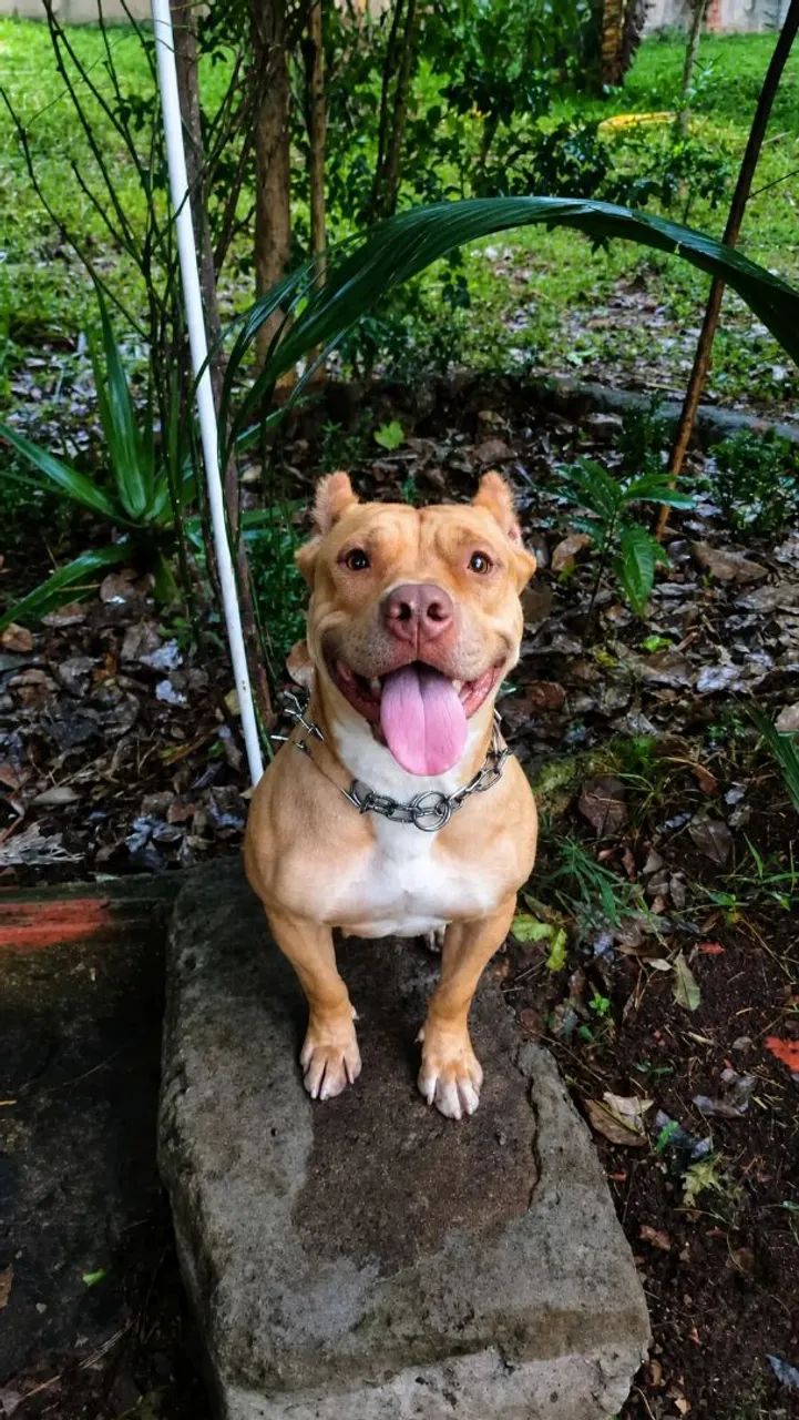 Filhotes de Pitbull disponíveis! - Foto 2