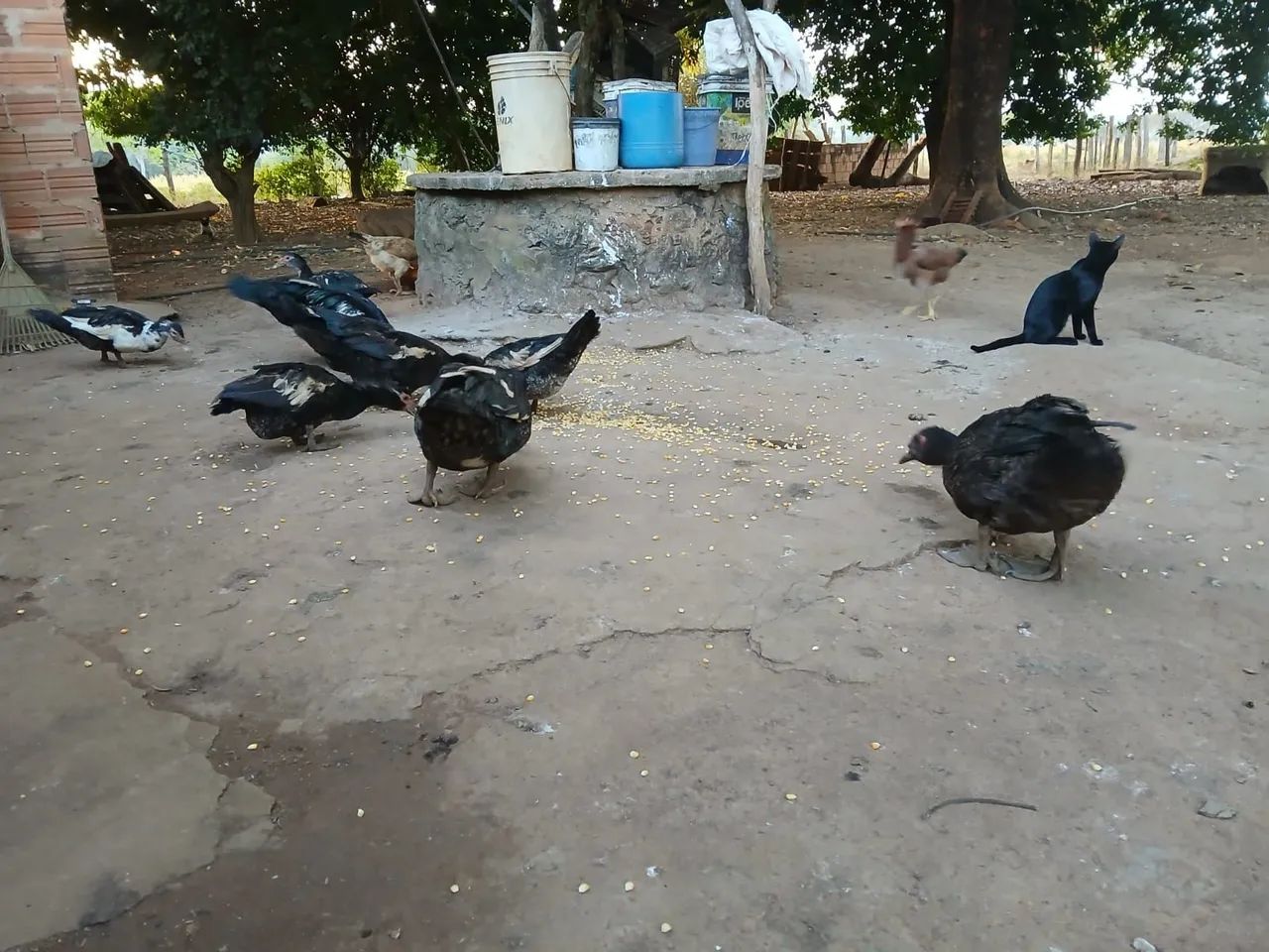 Patos  - Foto 3