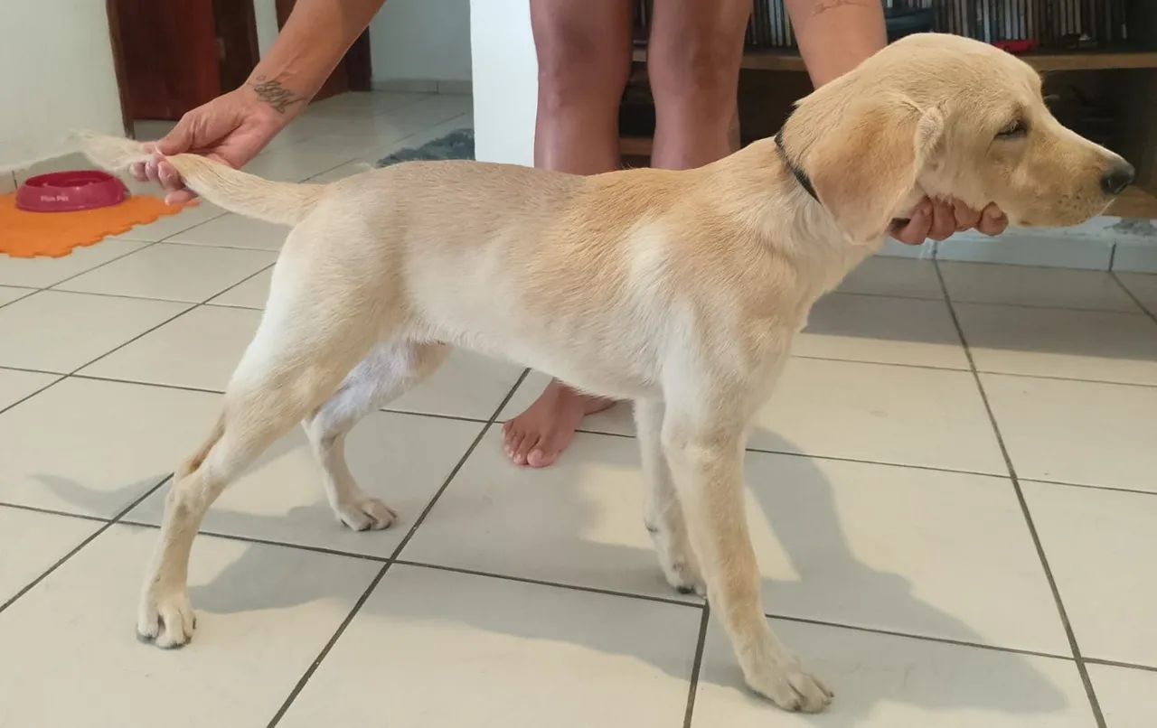 Labrador retriever doação  - Foto 5