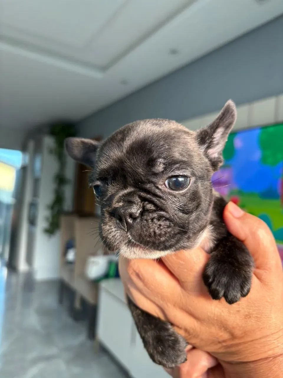 Bulldog Francês  - Foto 3