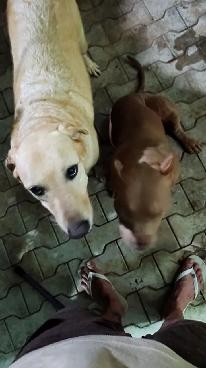 Cachorro - Foto 3
