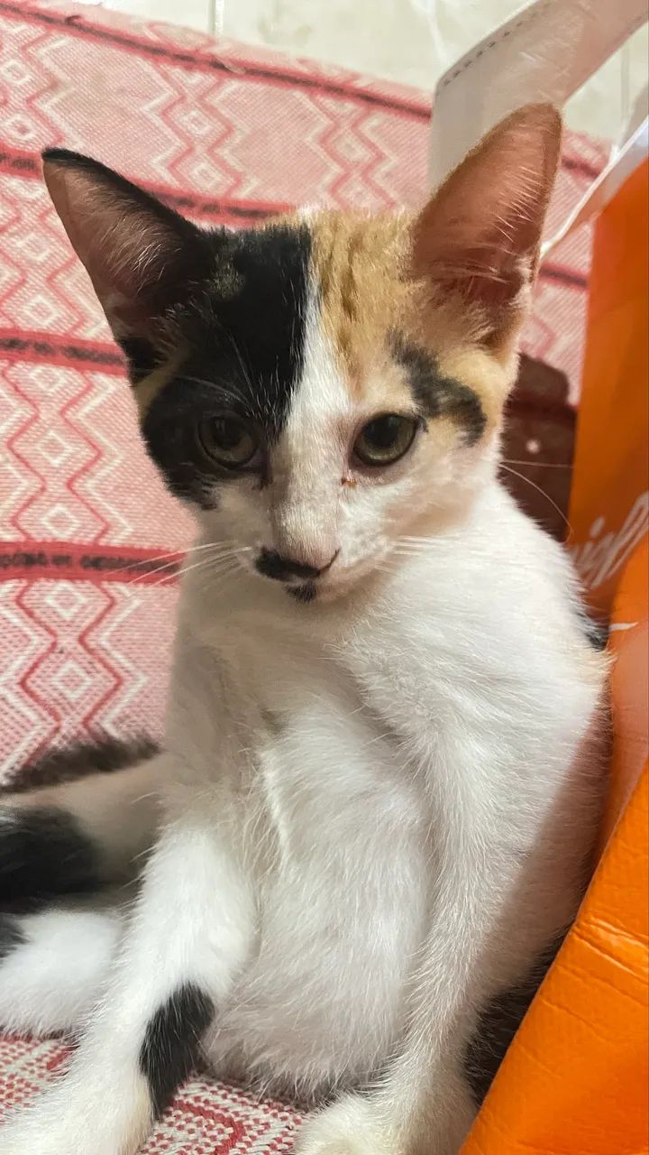 ADOÇÃO RESPONSÁVEL GATA DE 2 MESES  - Foto 3