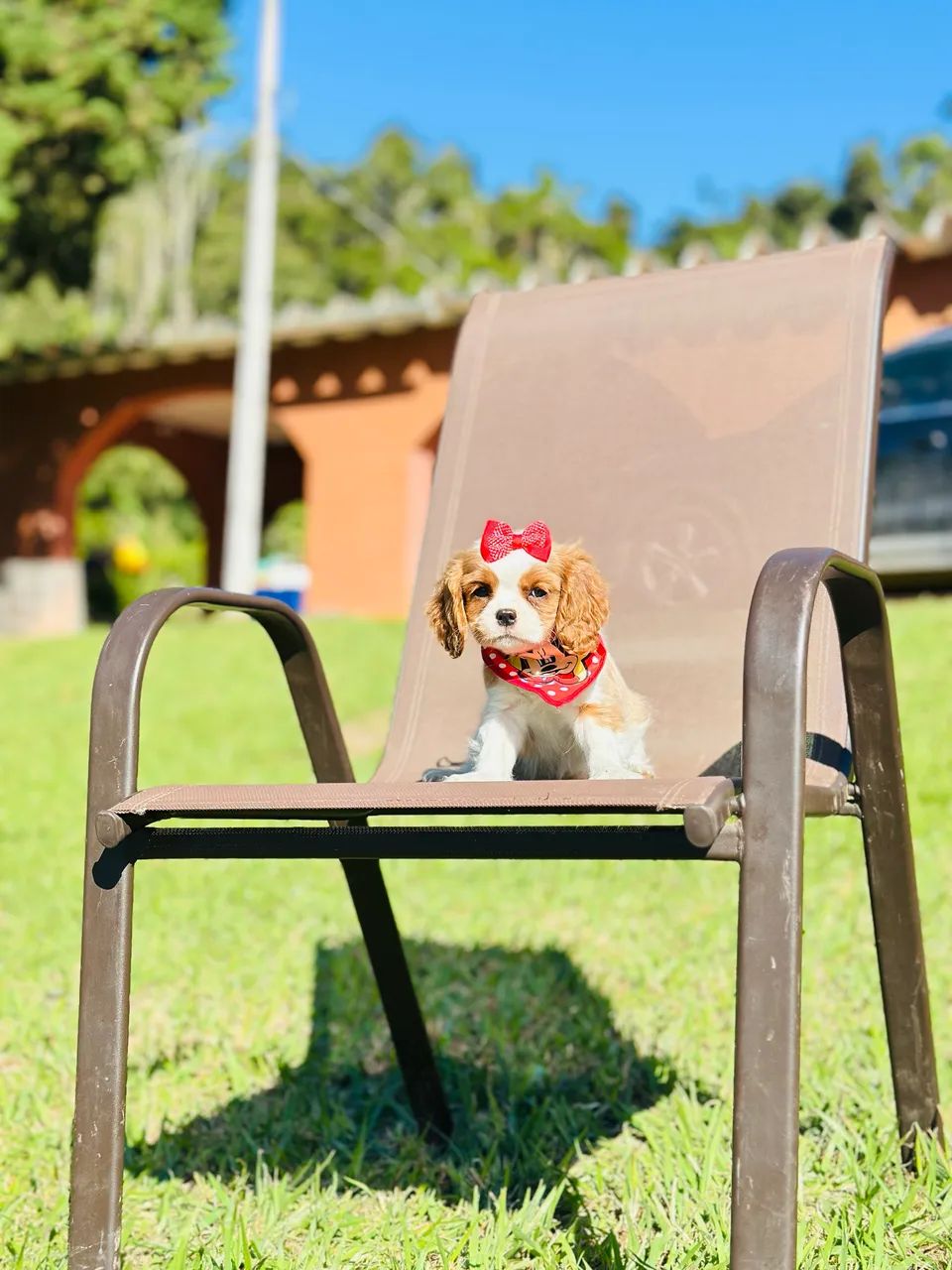 CAVALIER KING CHARLES SPANIEL PRÍNCIPE!!