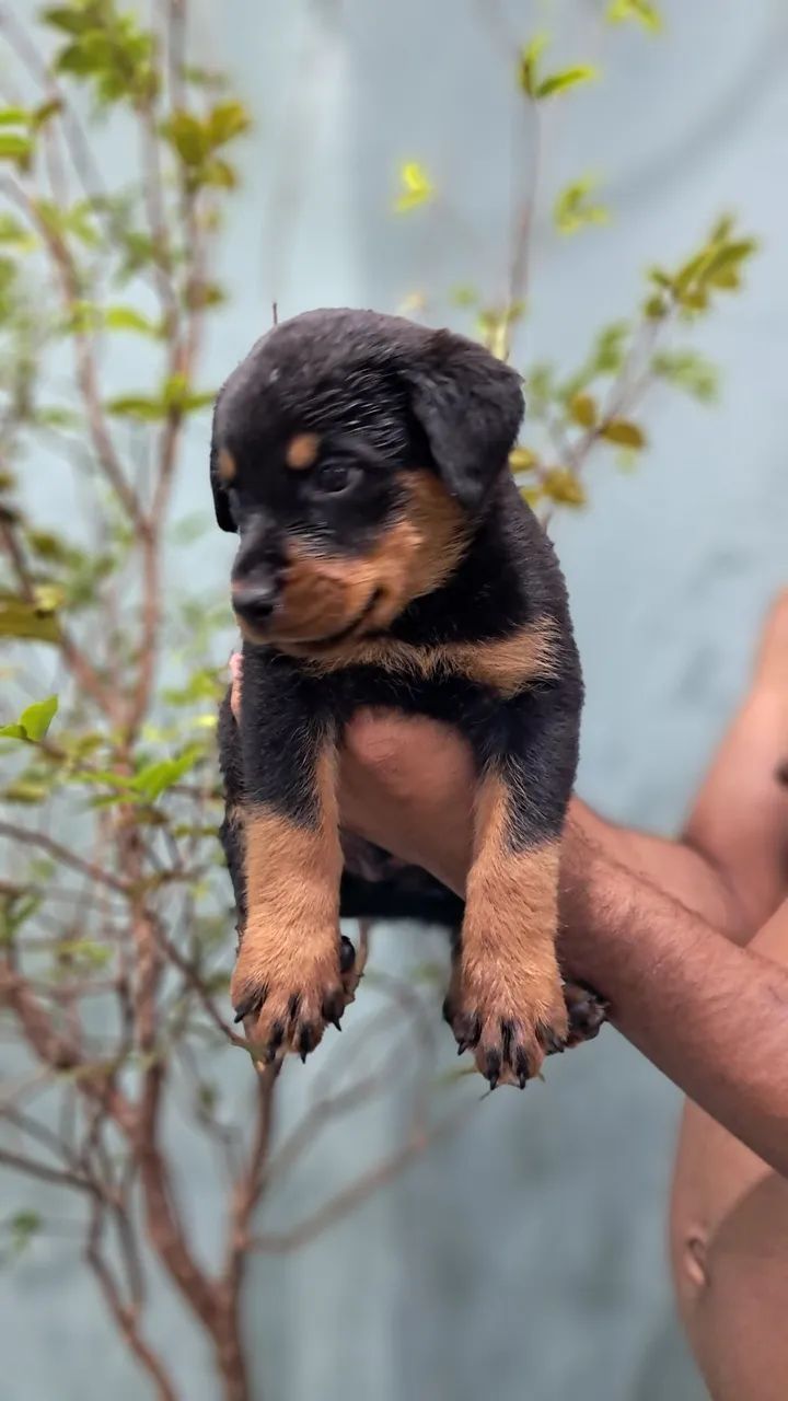 FILHOTES ROTTWEILER  - Foto 2
