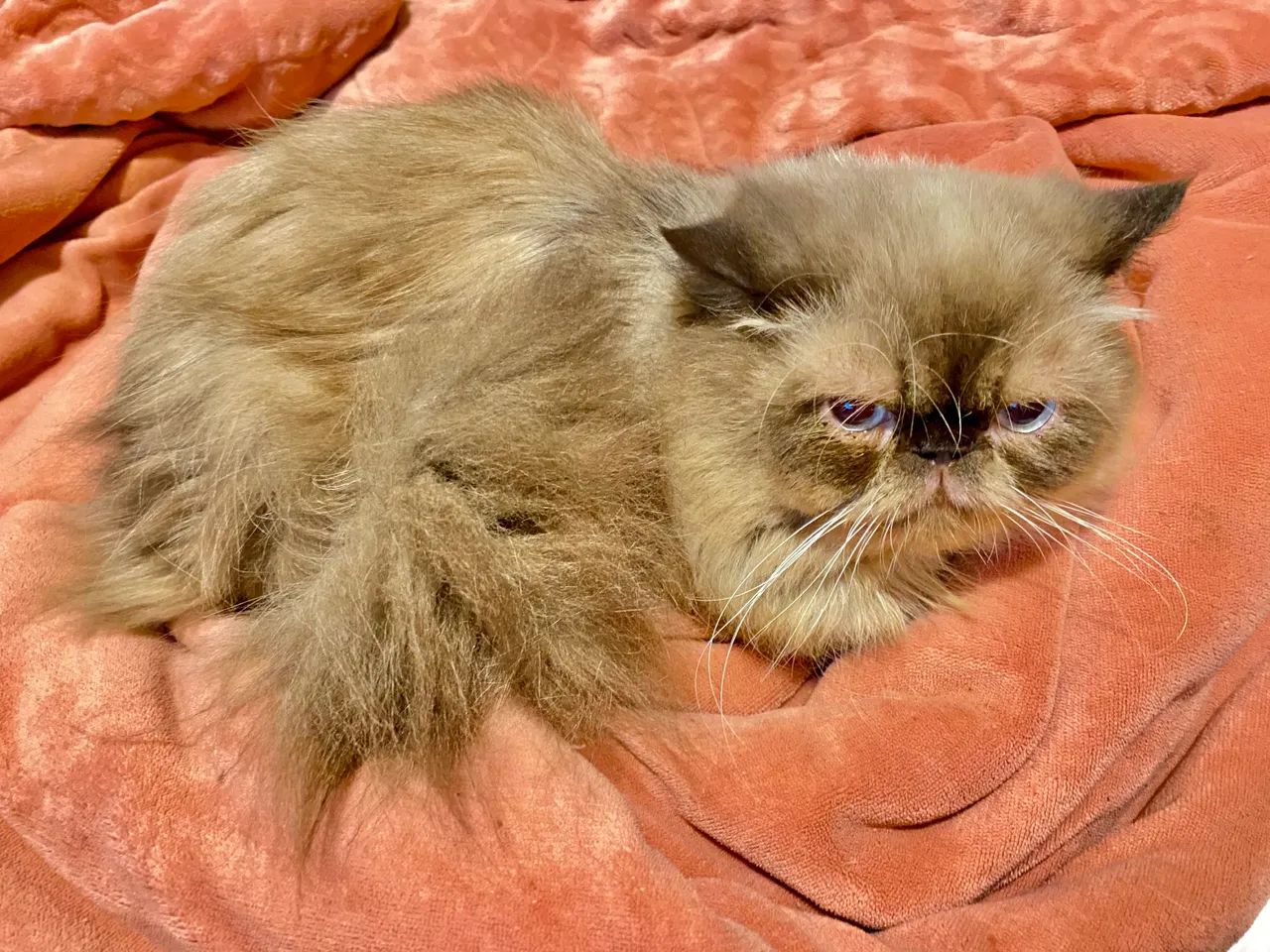 Gato persa macho 