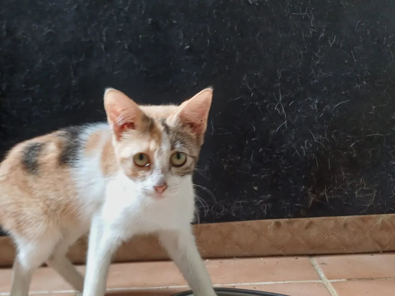 Gatos para adoção  - Foto 2