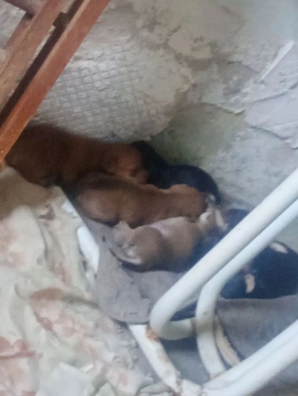 Cachorro  - Foto 2