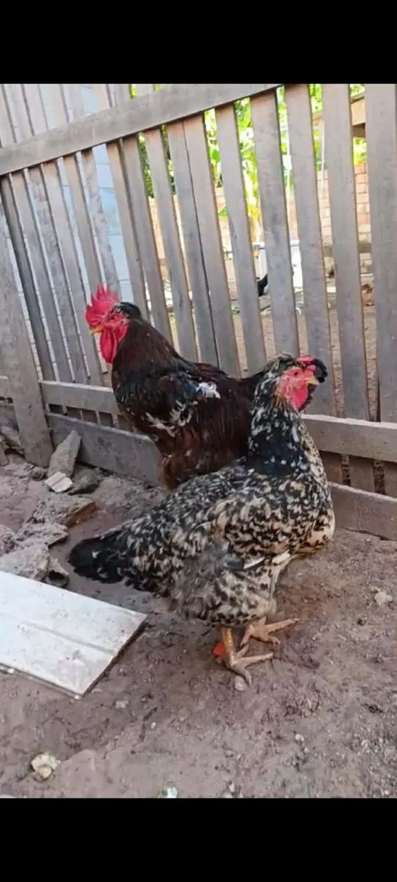 Galinha GSB e ovos - Foto 3