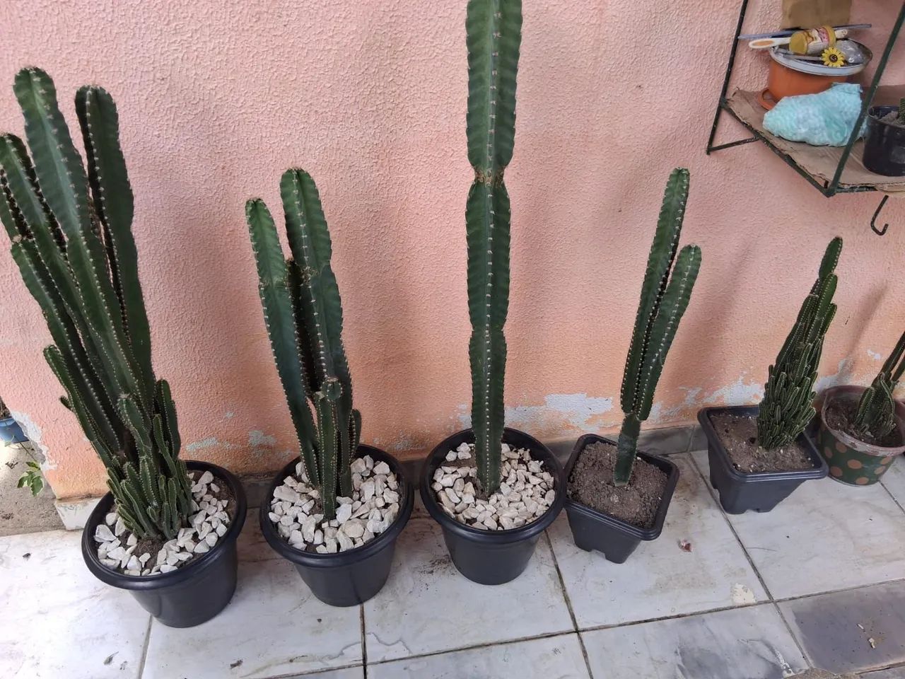 Cactos  - Foto 2