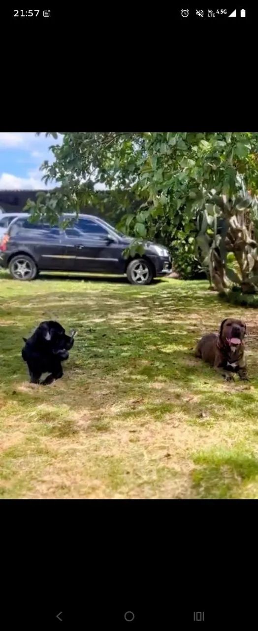 Cane corso  - Foto 5