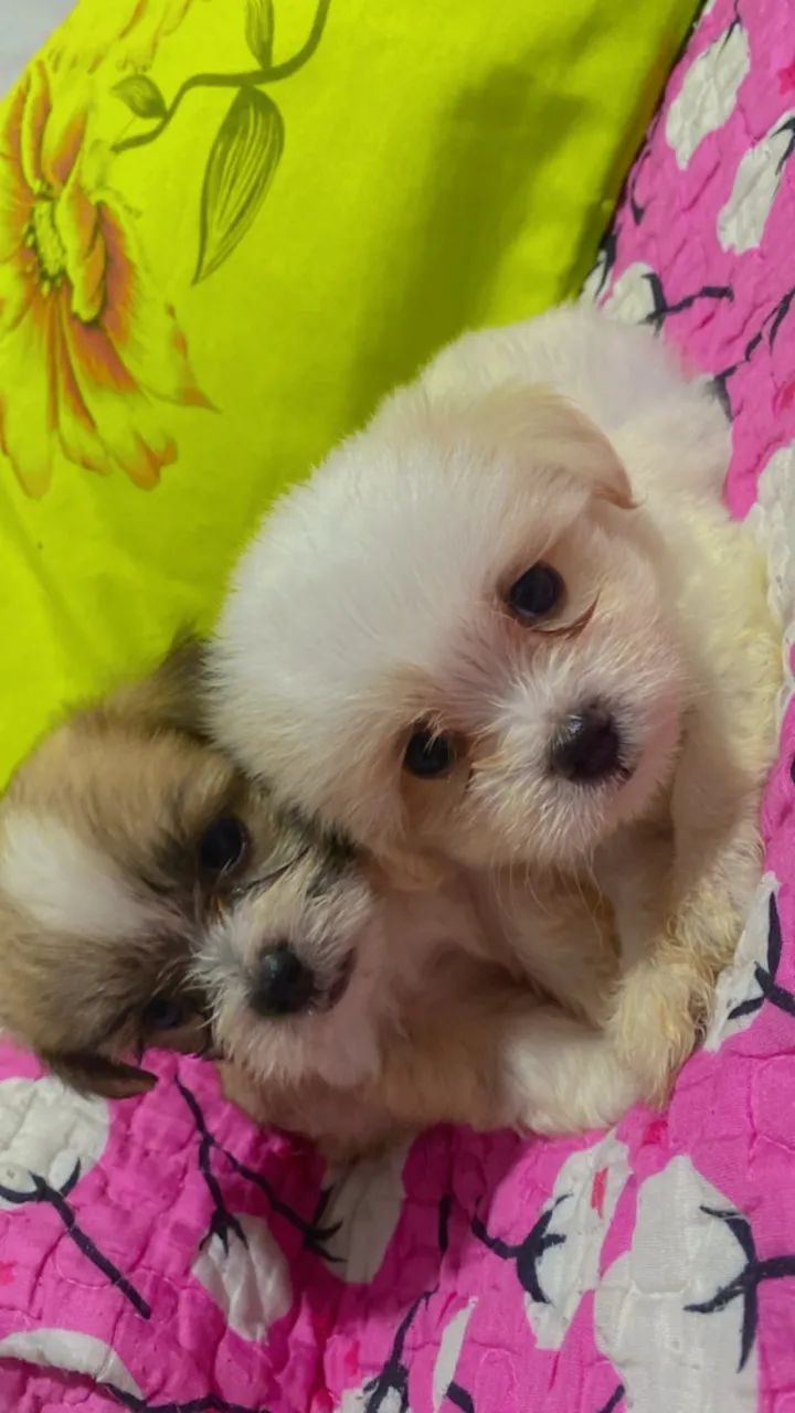 Filhote Shihtzu  - Foto 3