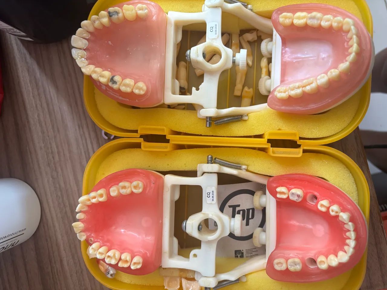 Manequim odontológico 
