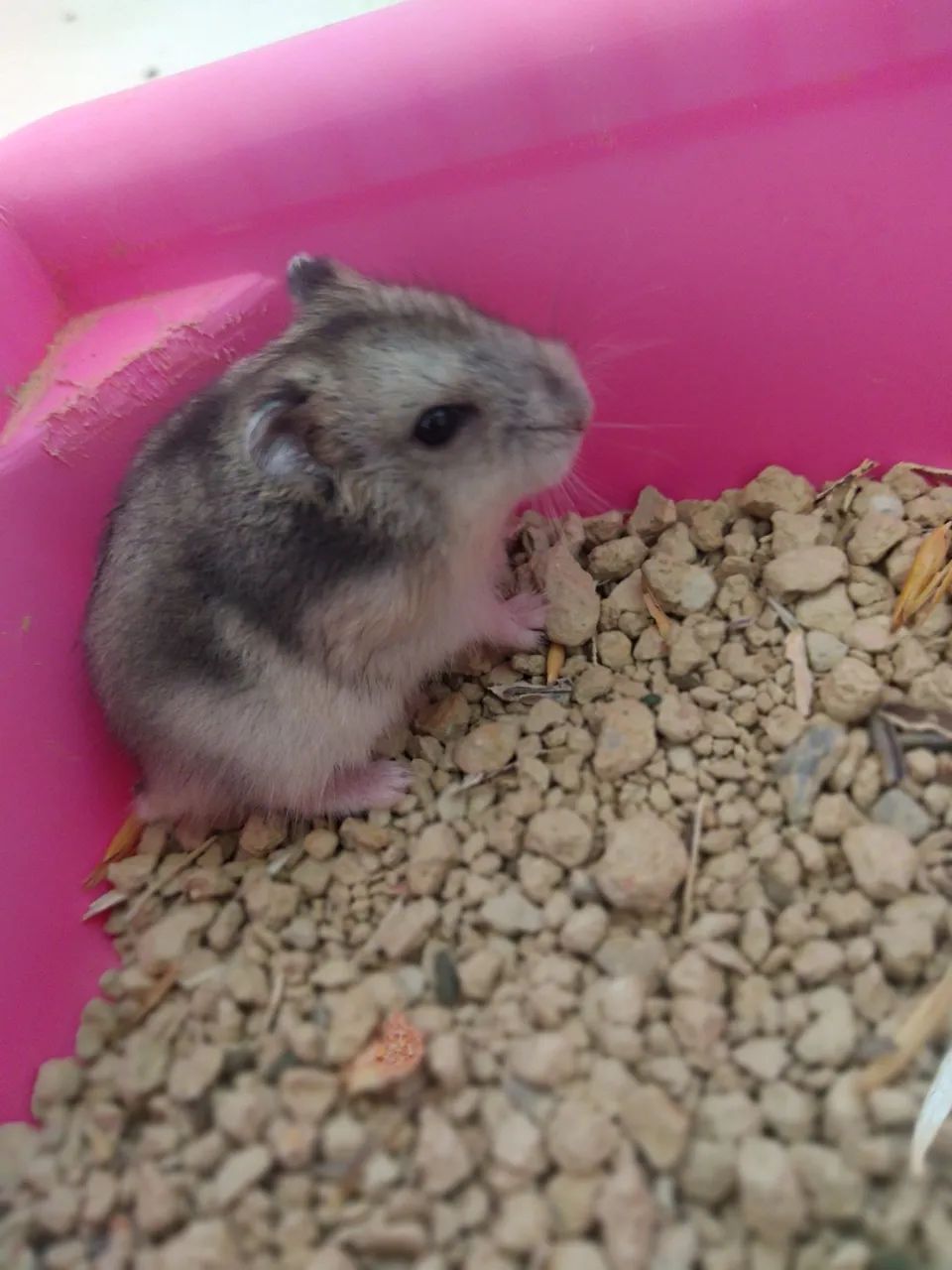 Hamster  - Foto 2