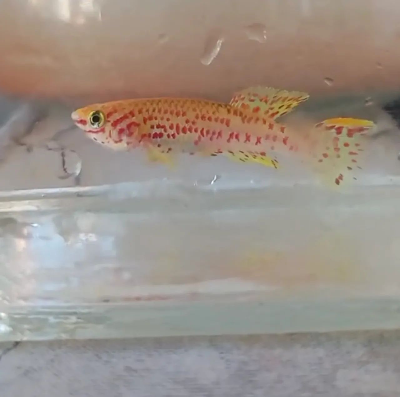 killifish Lafia Gold  - Foto 4