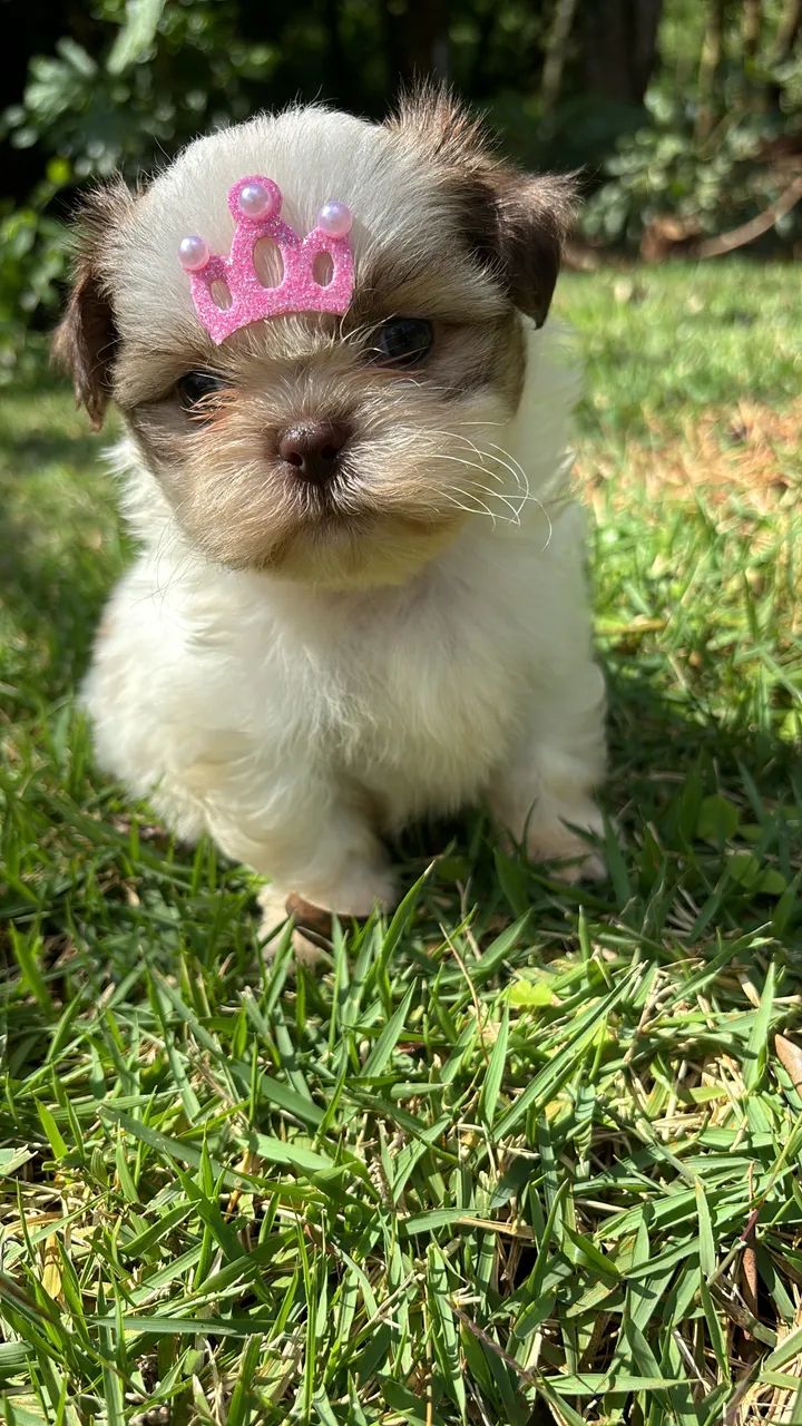 Vendo Fêmea e Macho de Shitzu Mini  - Foto 4