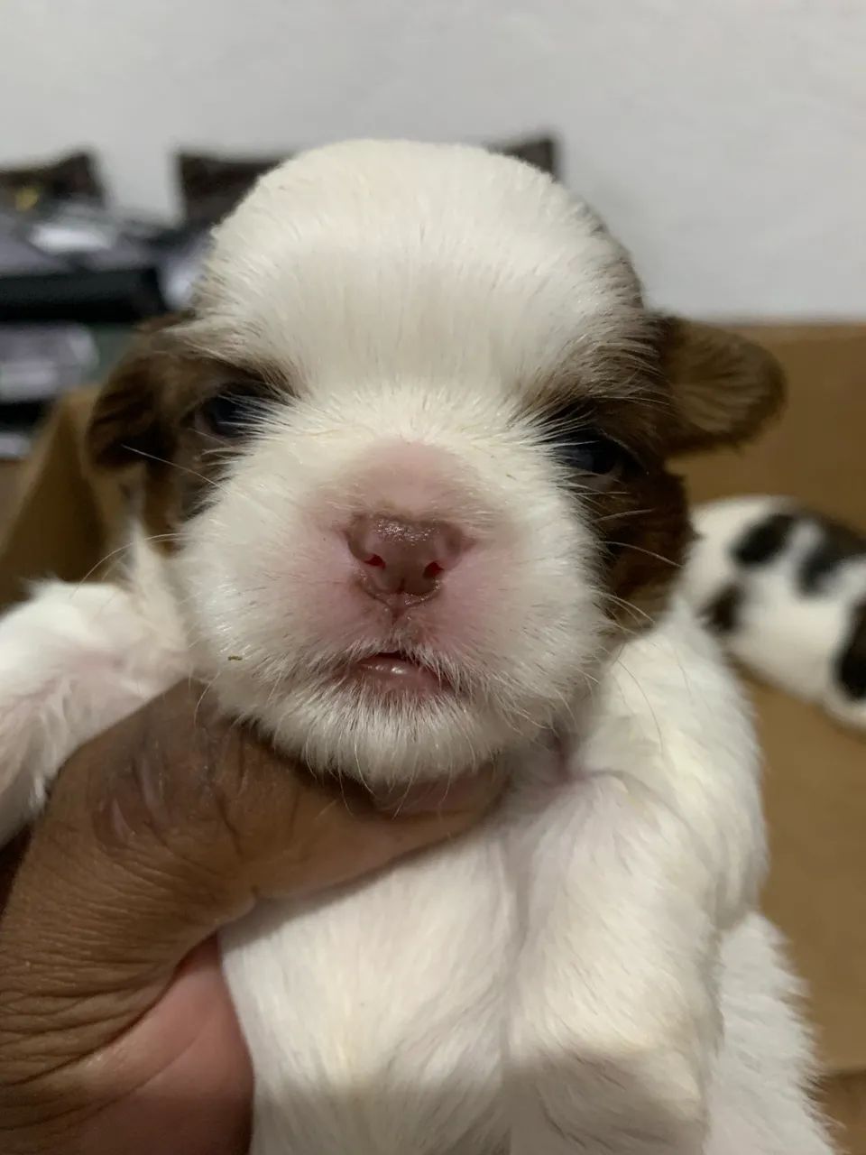 Filhotes Machos de Shih Tzu - Foto 3