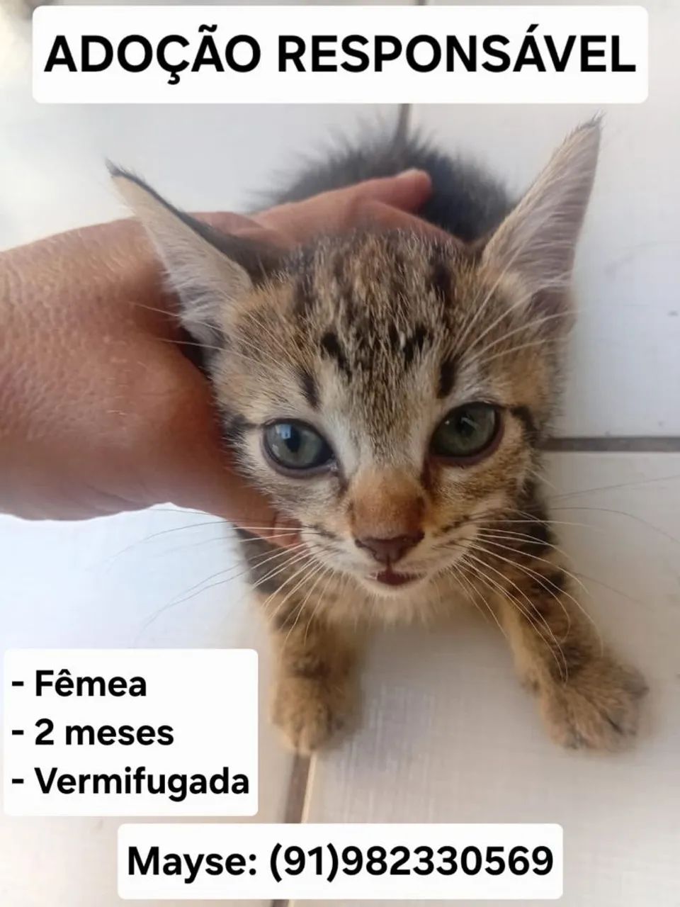 Adoção responsável - Foto 3