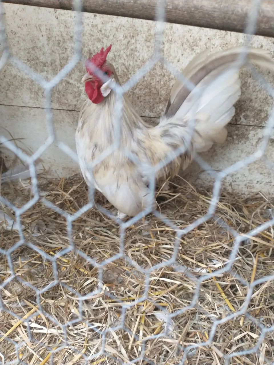 Galo Rosencomb - Foto 2